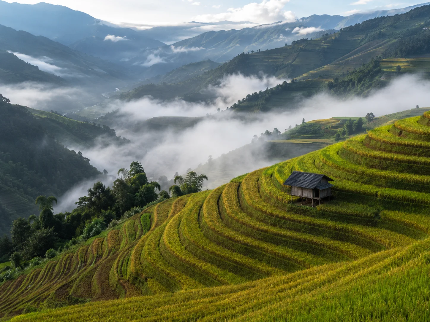 Morning terraces